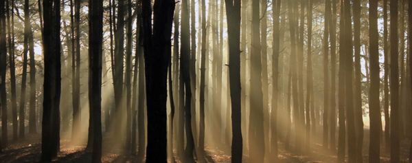 Sonnenstrahlen die durch die Bäume im Wald